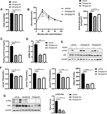 Oleanolic Acid Improves Obesity-Related Inflammation and Insulin Resistance by Regulating Macrophages Activation